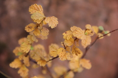 熱帯地域に植えられた黄色い植物