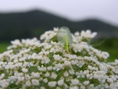 白い花と虫