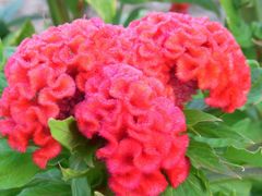 庭先の花