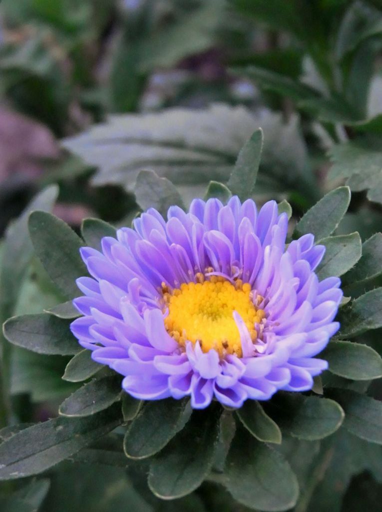 庭先の花