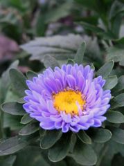 庭先の花