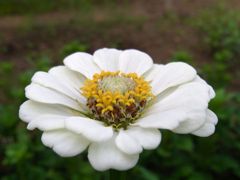 庭先の白い花