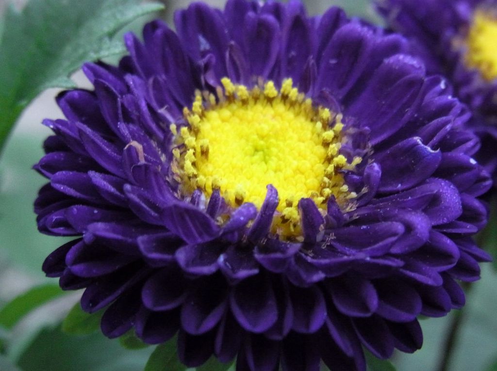 庭先の花