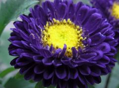 庭先の花