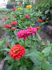 庭先の花