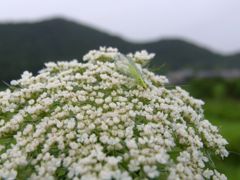 白い花と虫