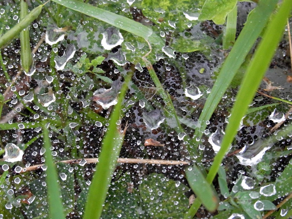 雨上がりのくもの巣