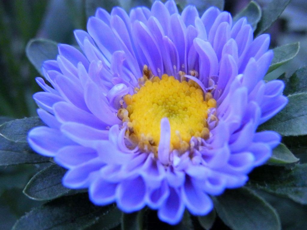 庭先の花