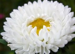 庭先の花