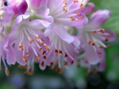 庭の花