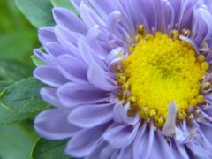 庭先の花