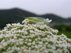 白い花と虫