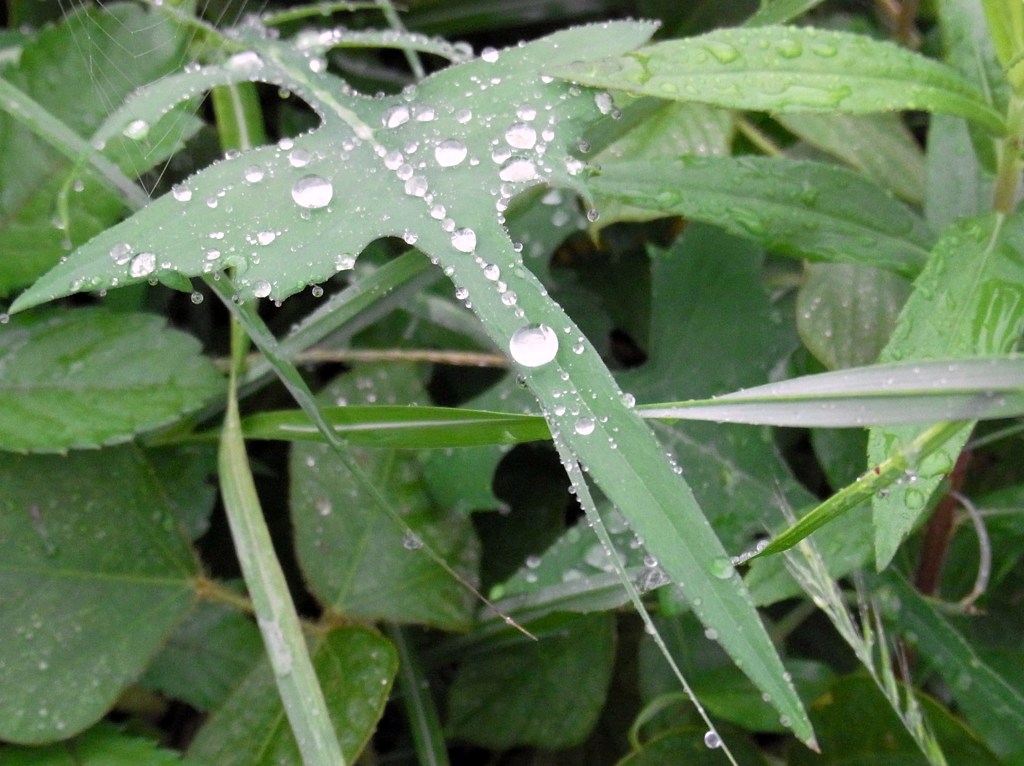 雨上がりと葉