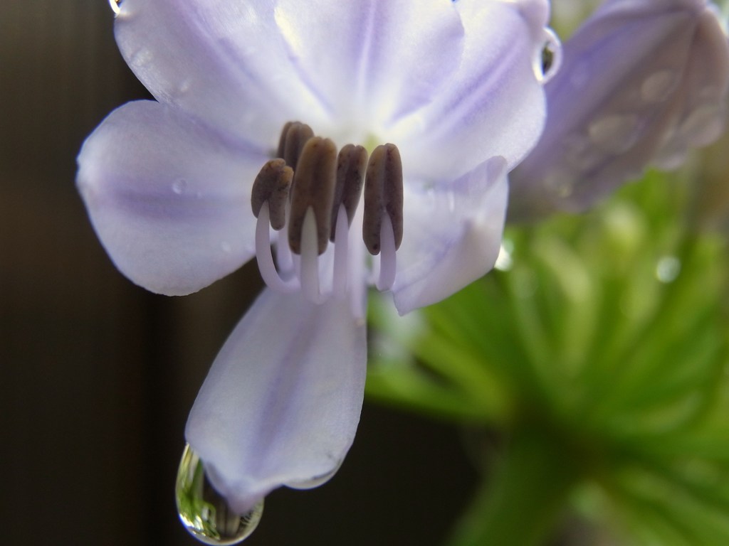 庭先の花