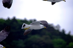 遊覧船から・松島