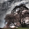 桜の散る時