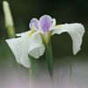 可憐な花菖蒲