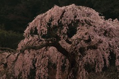 長登の桜