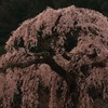 長登の桜