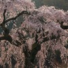朝日に輝く