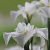 清純の香り