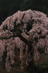 長登の桜