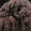 長登の桜