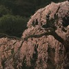 朝陽に浮かぶ