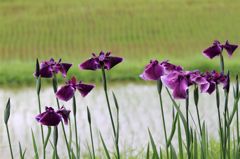 水田の傍にて