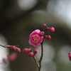 IMGP0701
