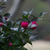 IMGP0717