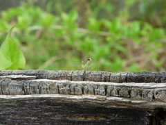 カマキリ