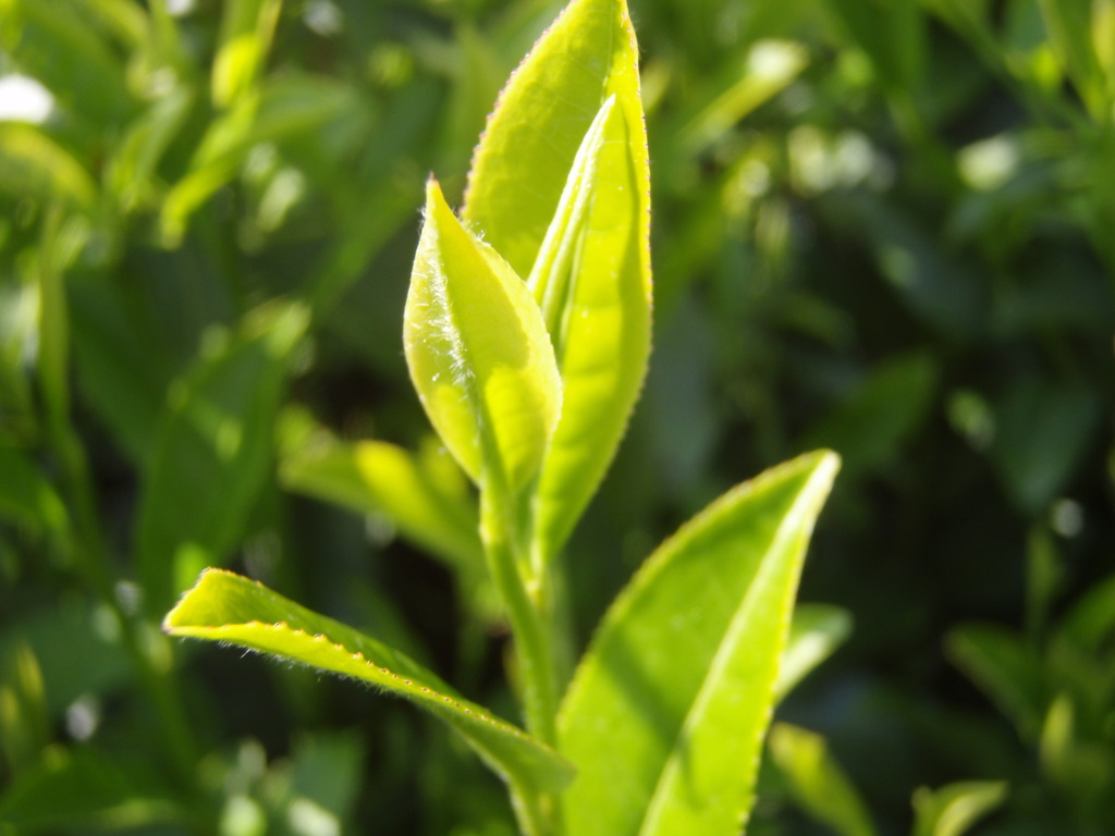 2010.5　お茶の新芽