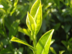 2010.5　お茶の新芽
