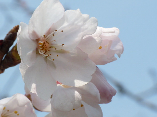 今年初物「桜」