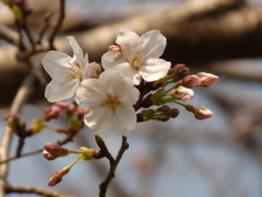 さくら　2010年4月