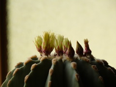 チクちゃんの花