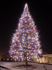 Candy Tree