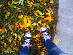 leaves