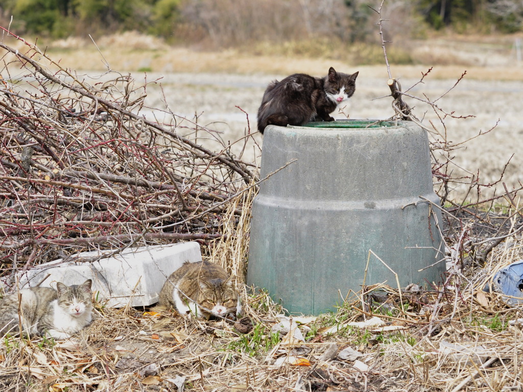 _DSC0045a