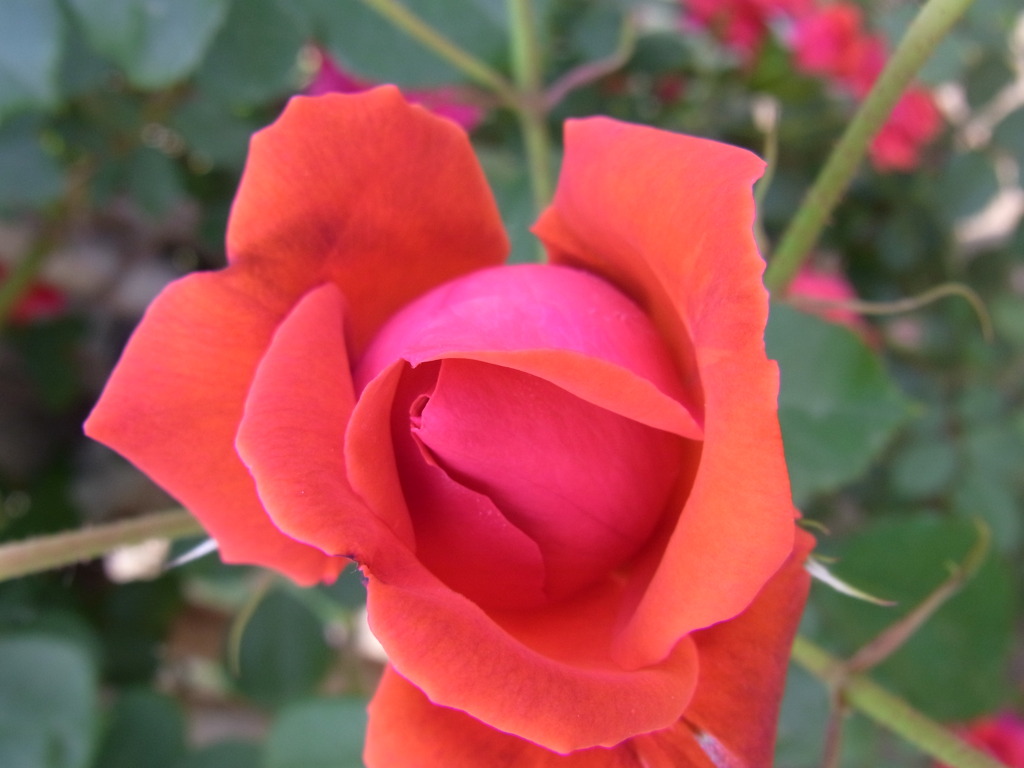 R0010352