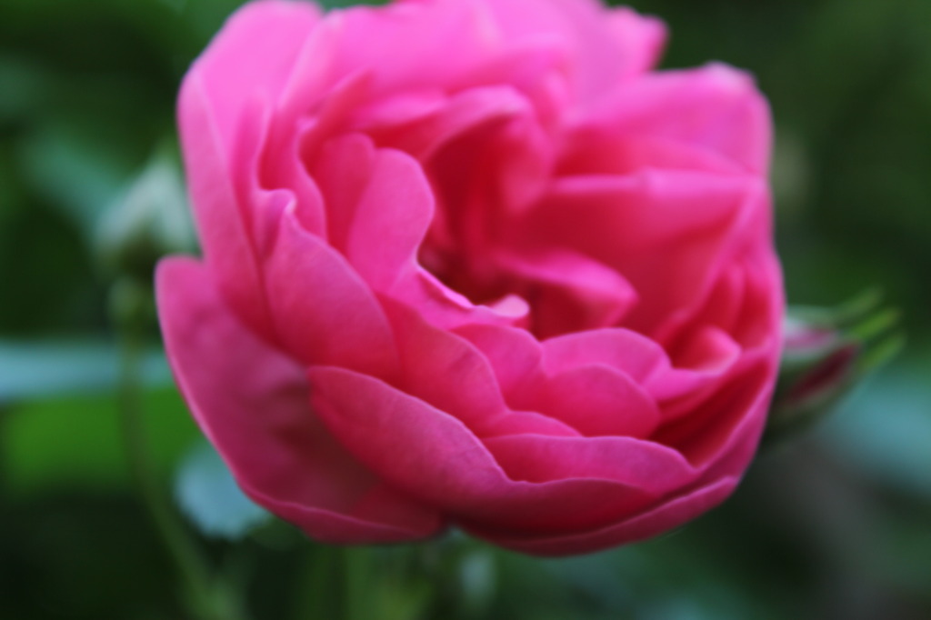薔薇