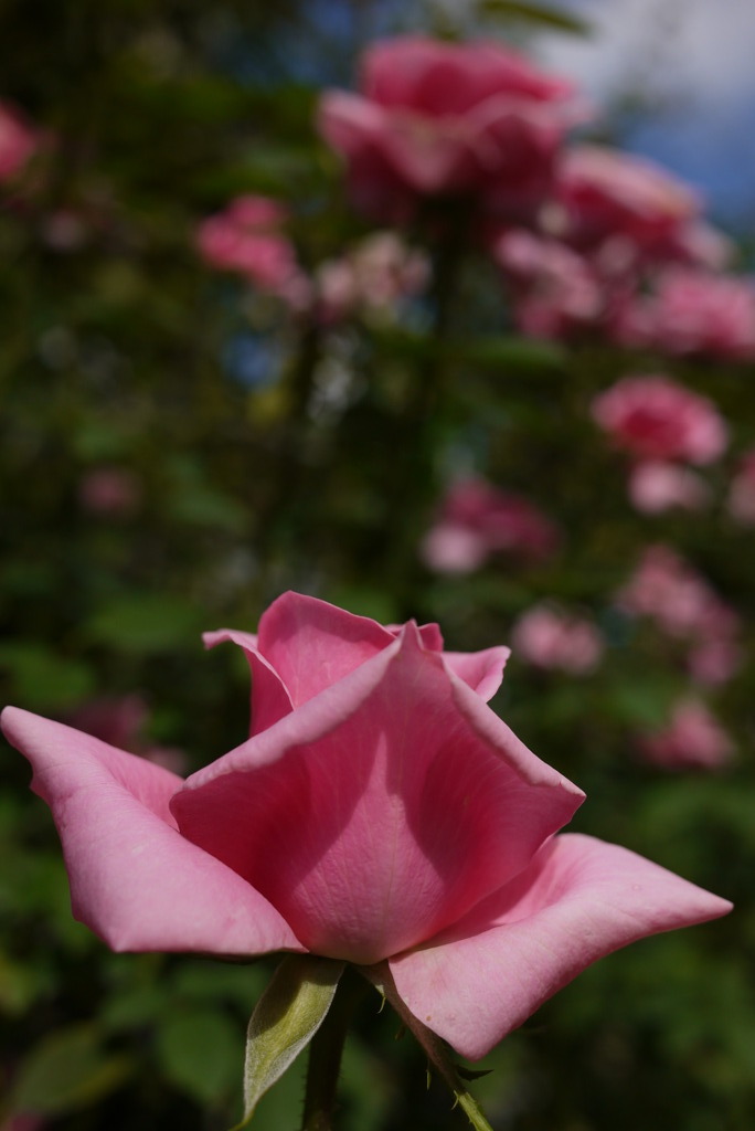 秋の薔薇祭り