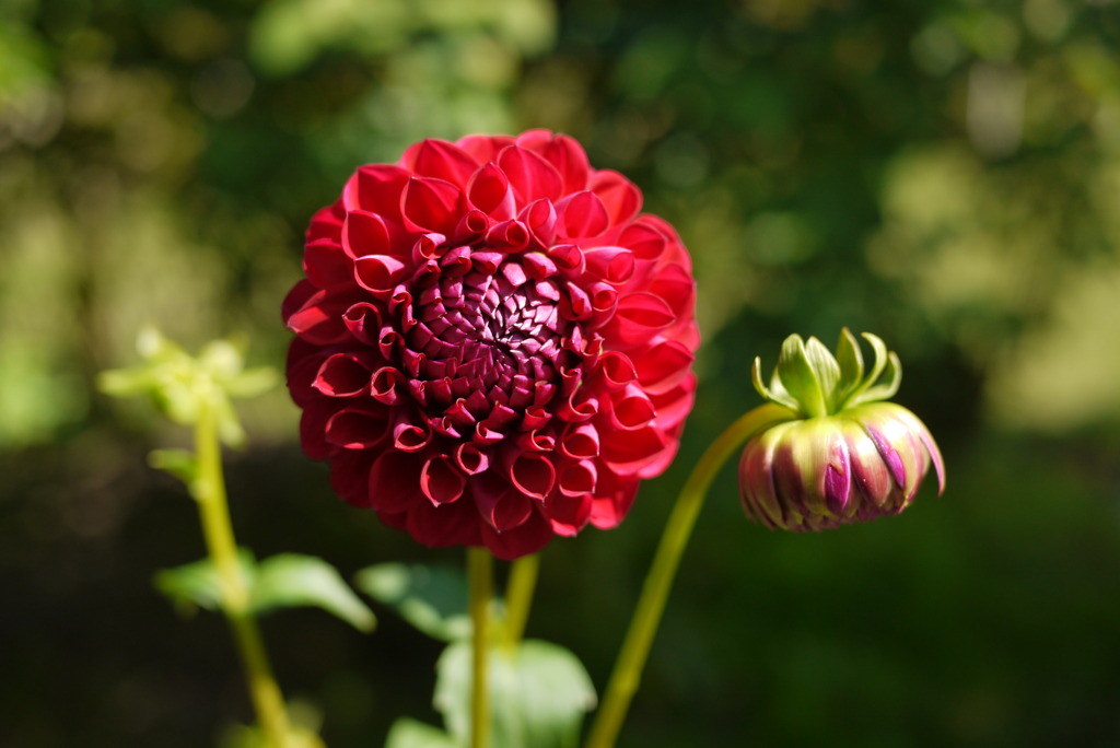 秋の薔薇祭り