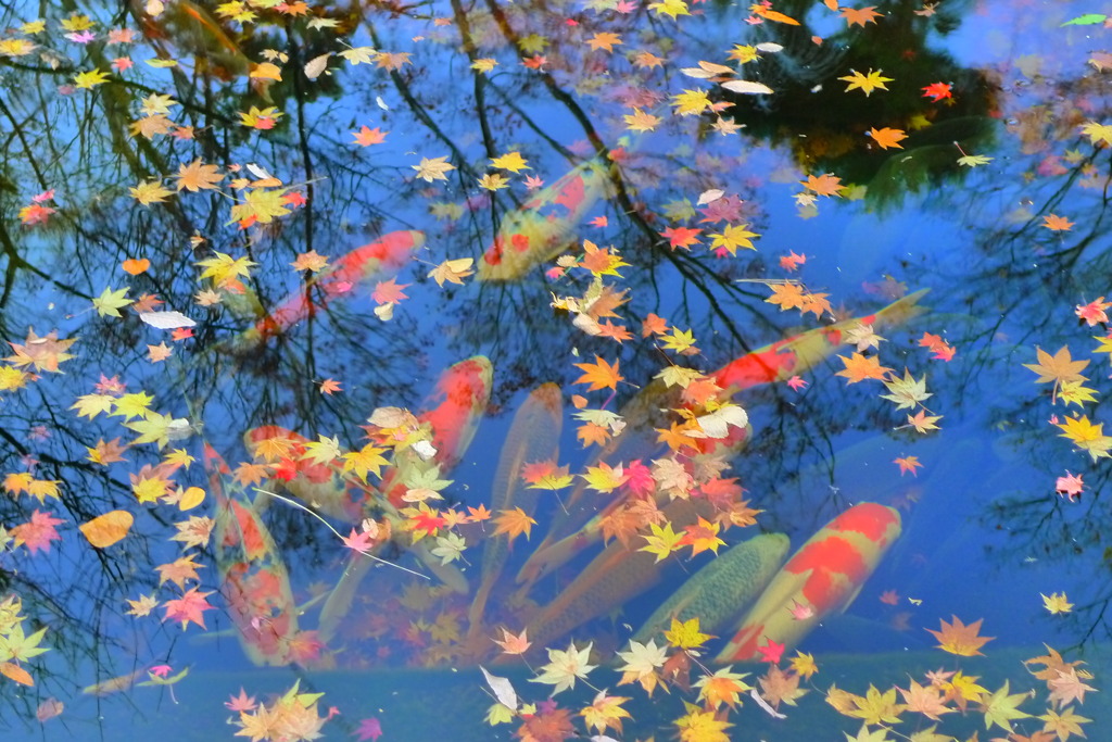水辺の秋