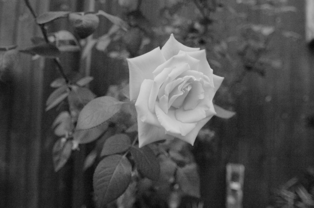 rose