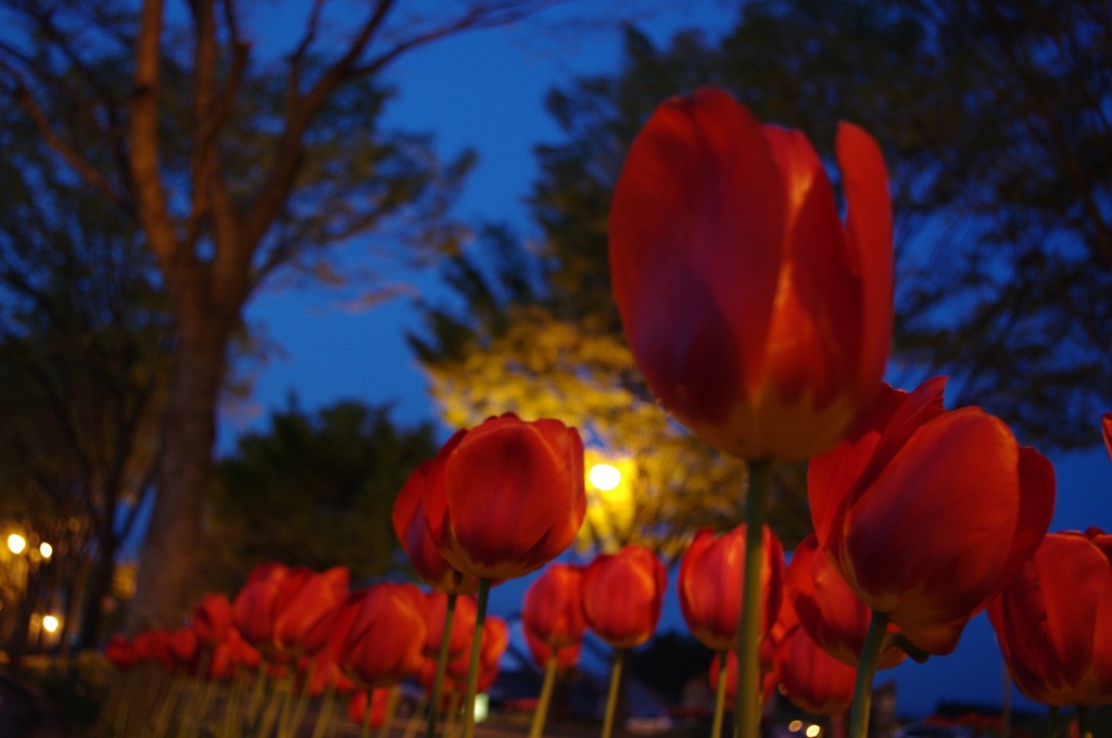 tulip