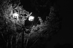 A roadside tree