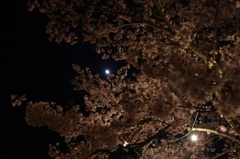 The moon and a cherry tree