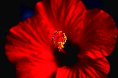 Rouge